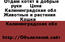 Отдам котят в добрые руки.  › Цена ­ 5 - Калининградская обл. Животные и растения » Кошки   . Калининградская обл.